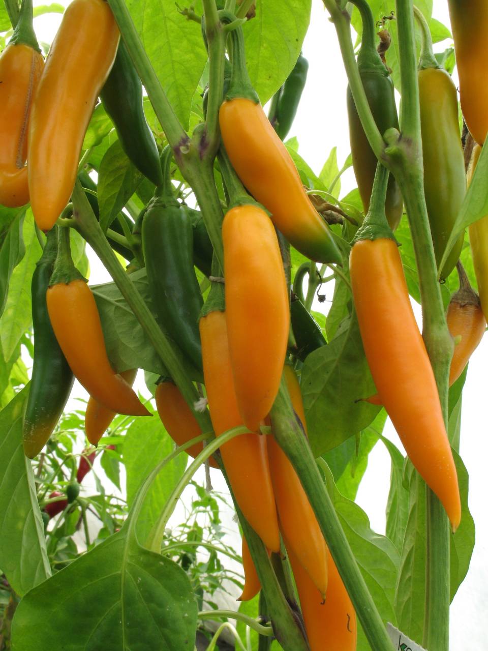 Bulgarien Carrot