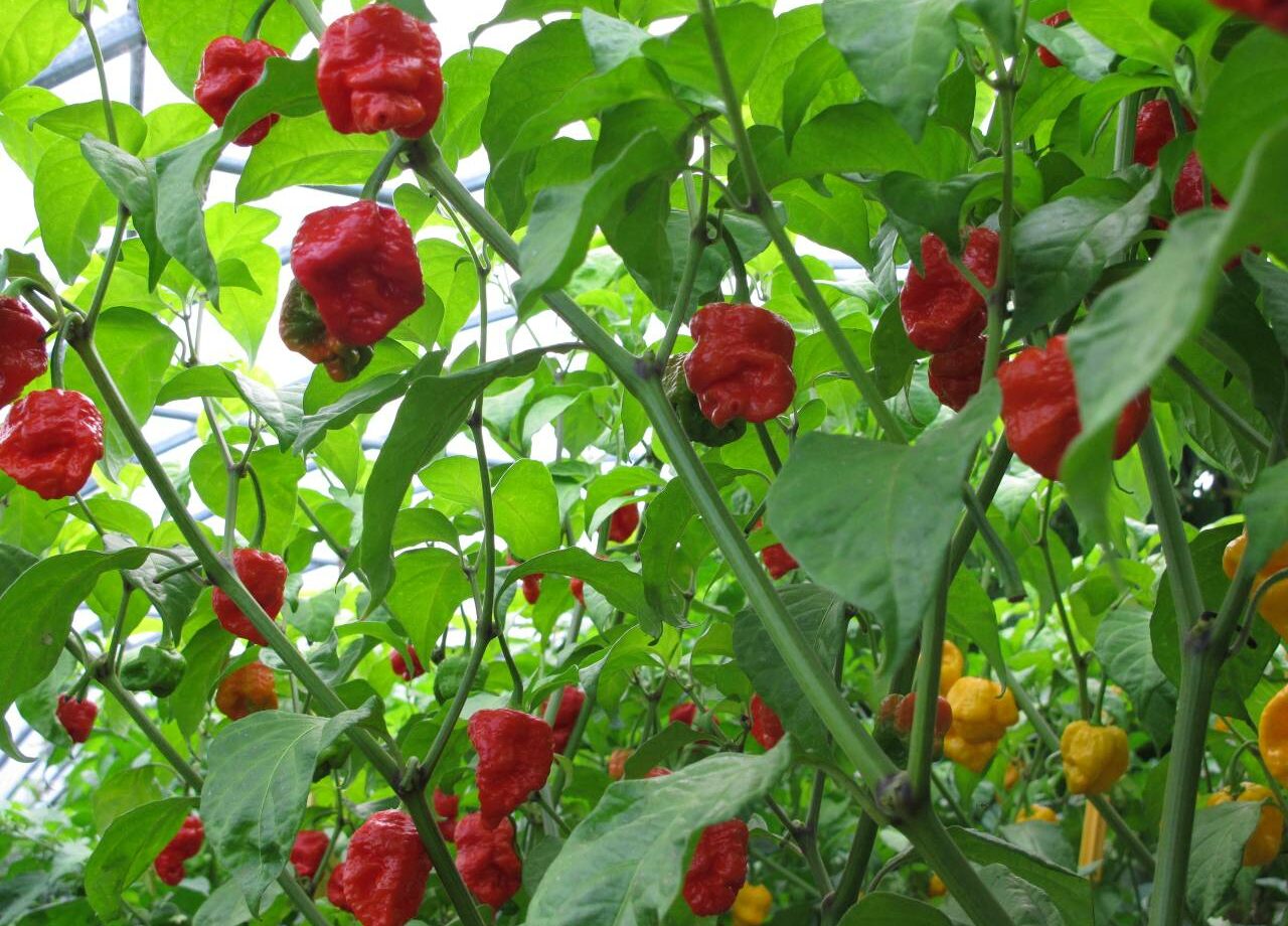 Trinidad Scorpion Red & Yellow