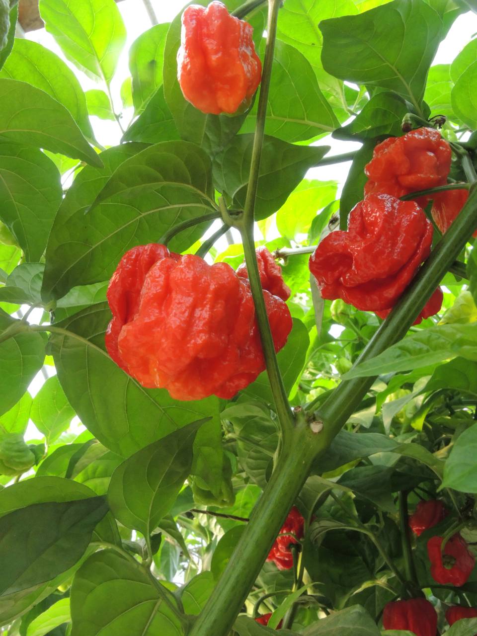 7 Pot Red