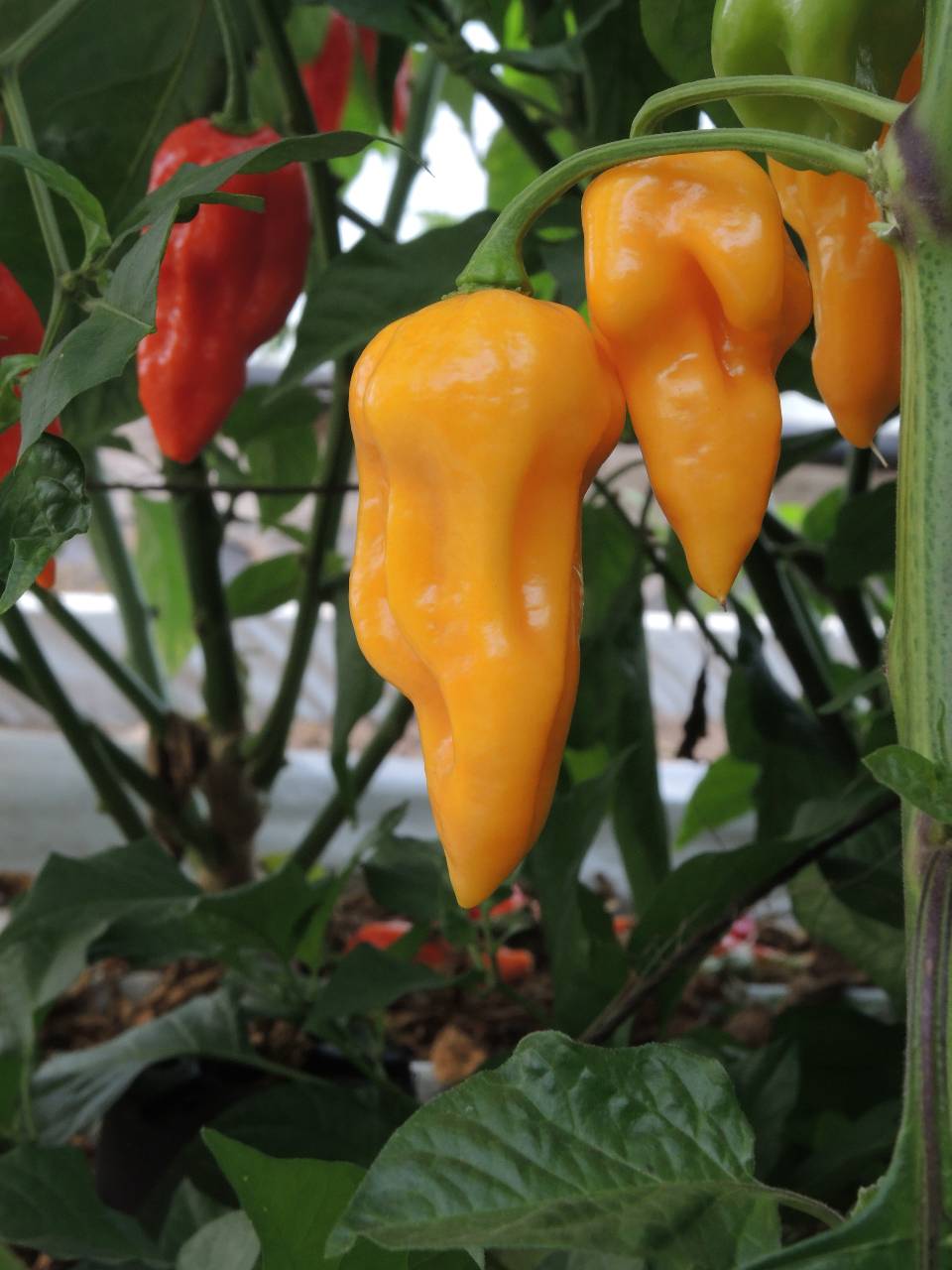 Bhut Jolokia Orange