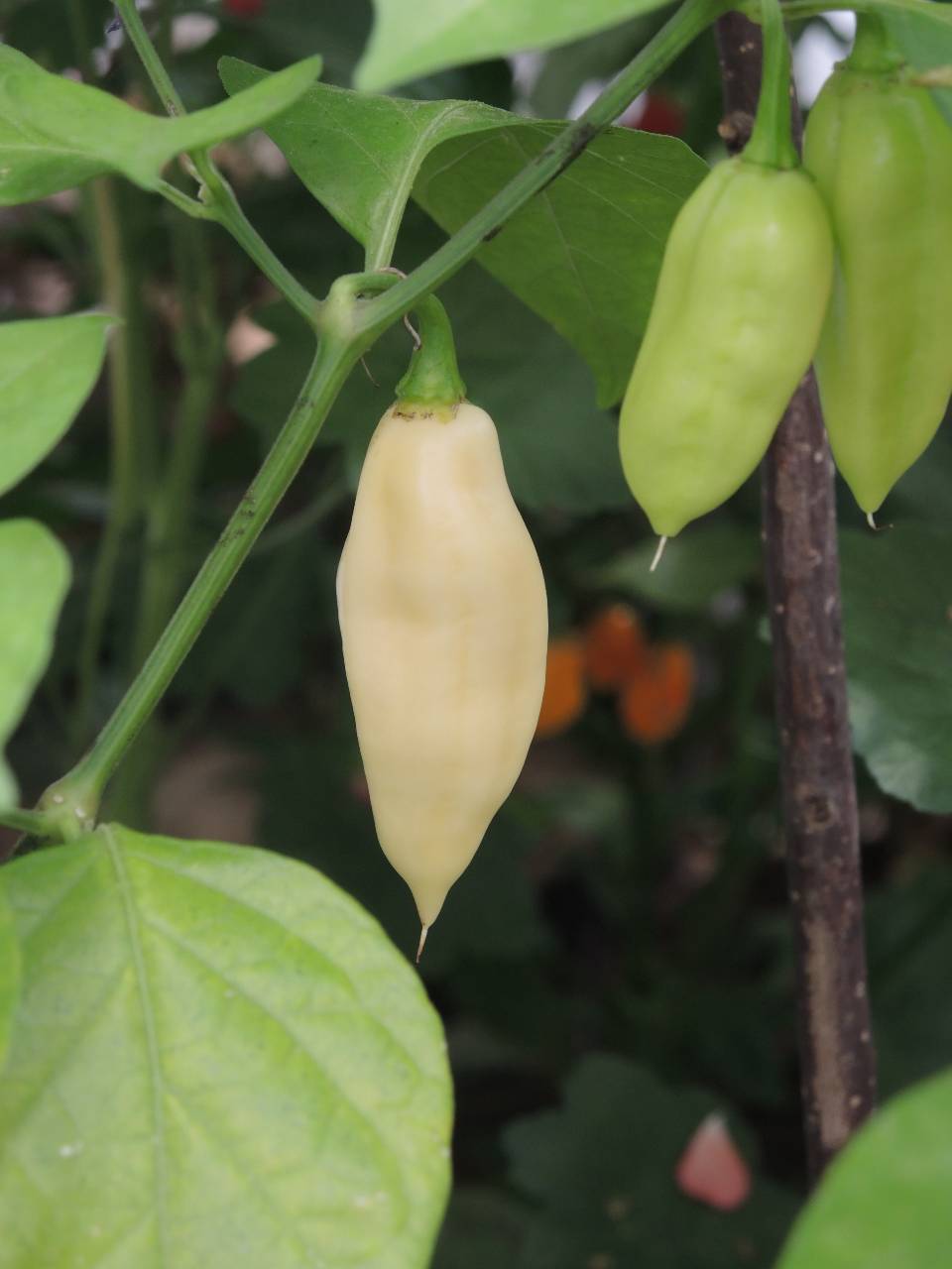 Bhut Jolokia White