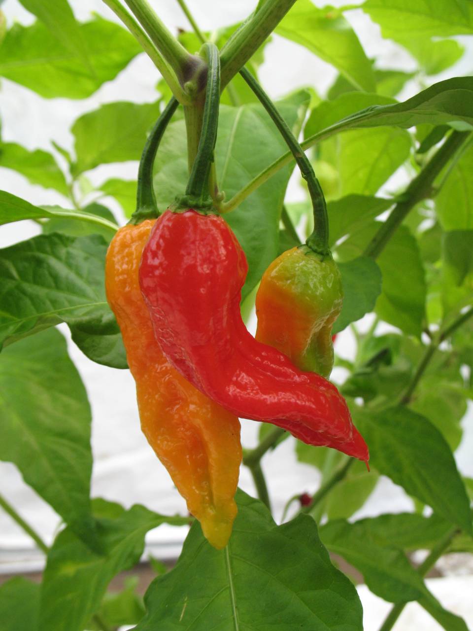 Bhut Jolokia Red