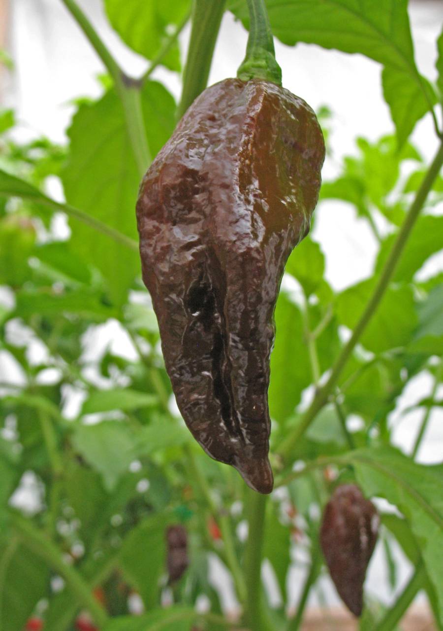 Bhut Jolokia Brown