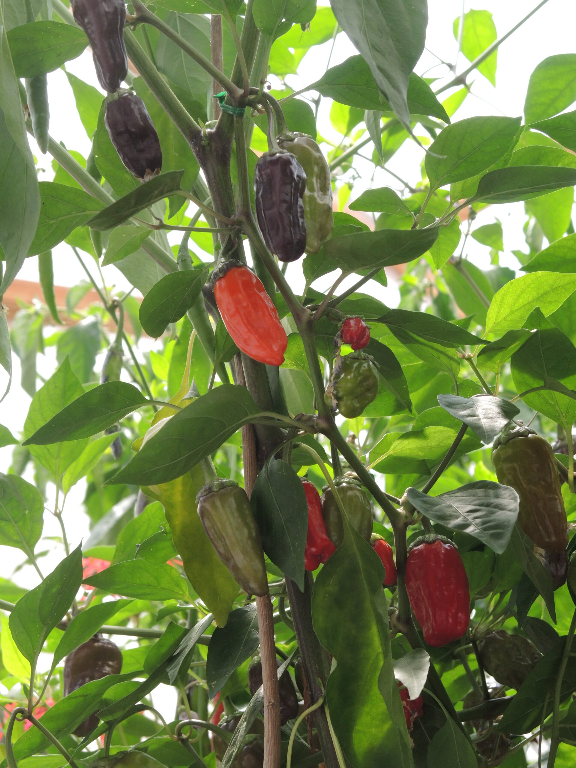 Black Scorpion Tongue