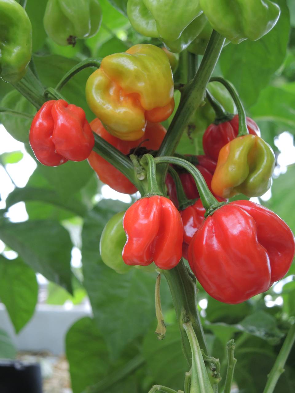 Safi Scotch Bonnet