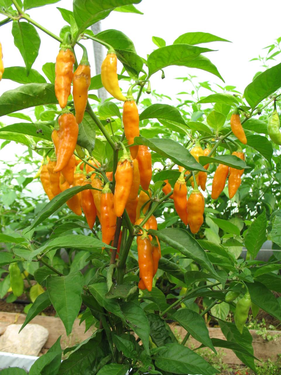 Datil