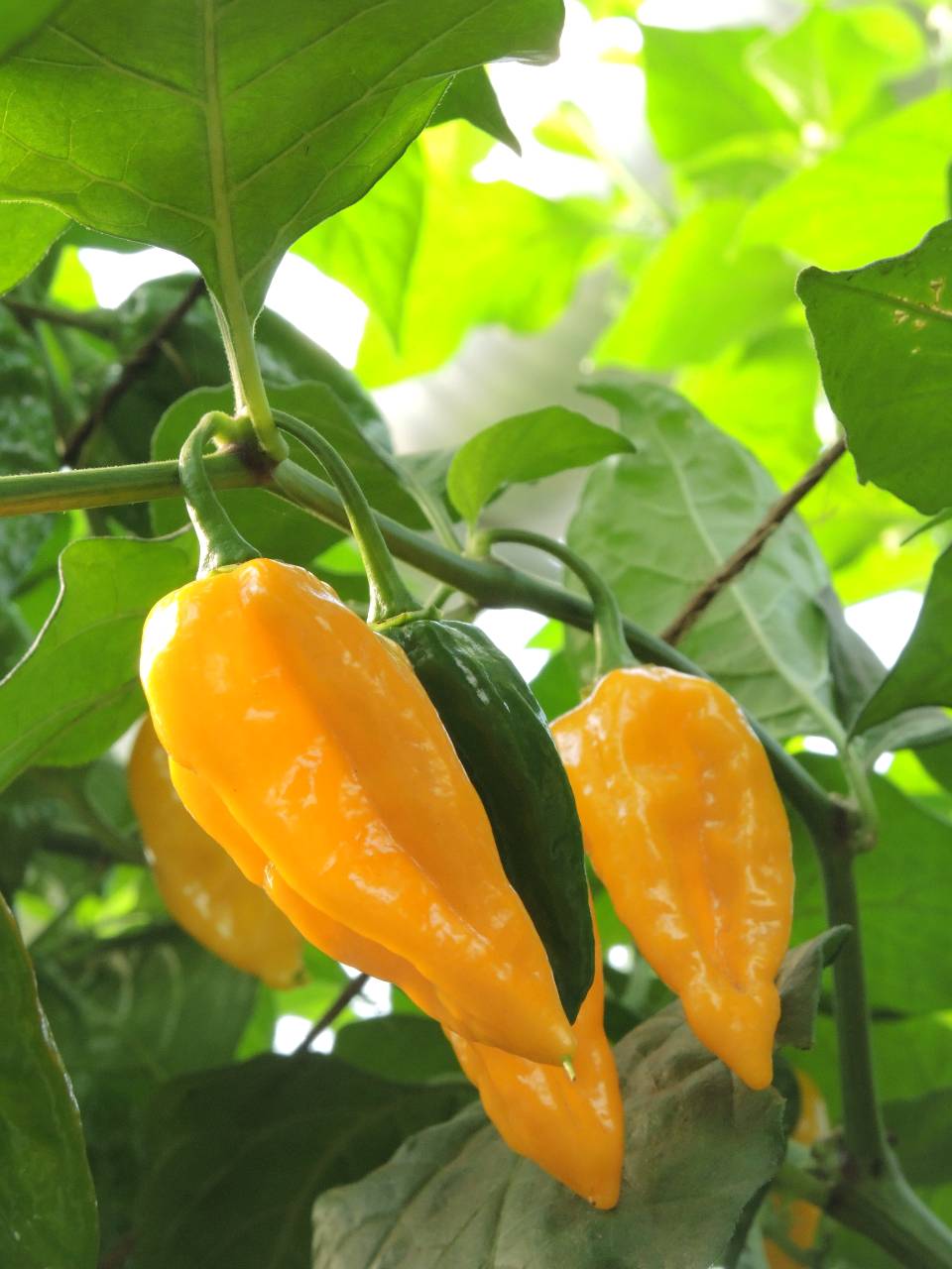 Fatalii Yellow