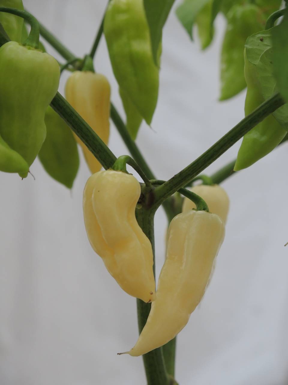 Fatalii White