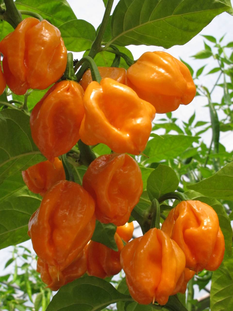 Bahamian Goatpepper