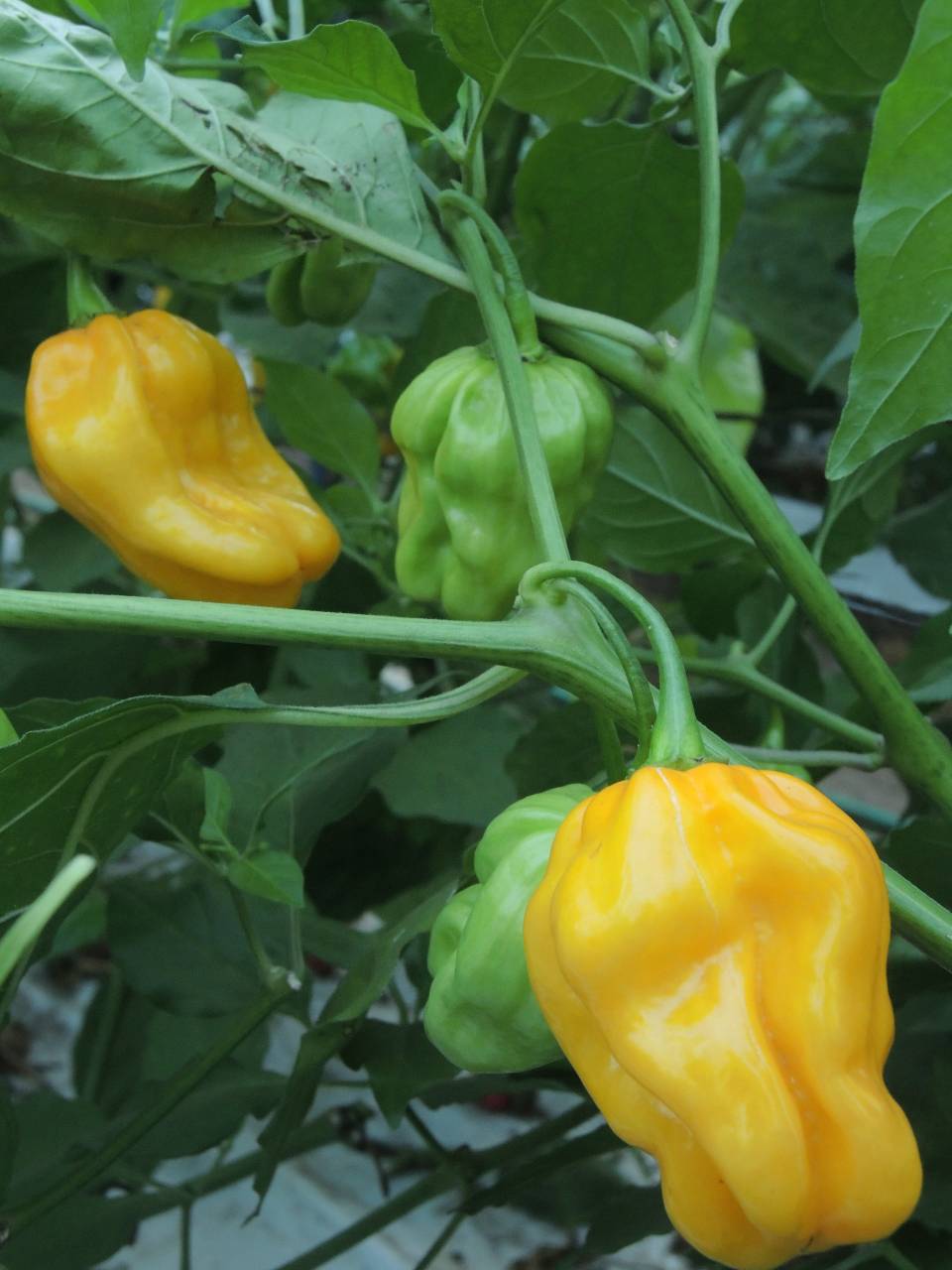 Habanero Yellow