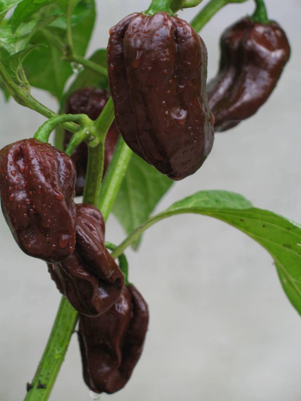 Chocolade Scotch Bonnet