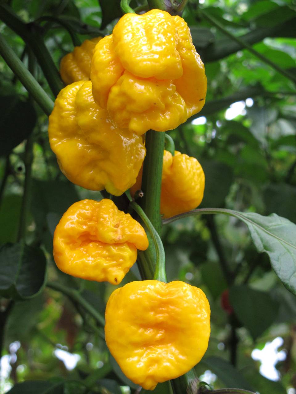 Trinidad scorpion Moruga Yellow