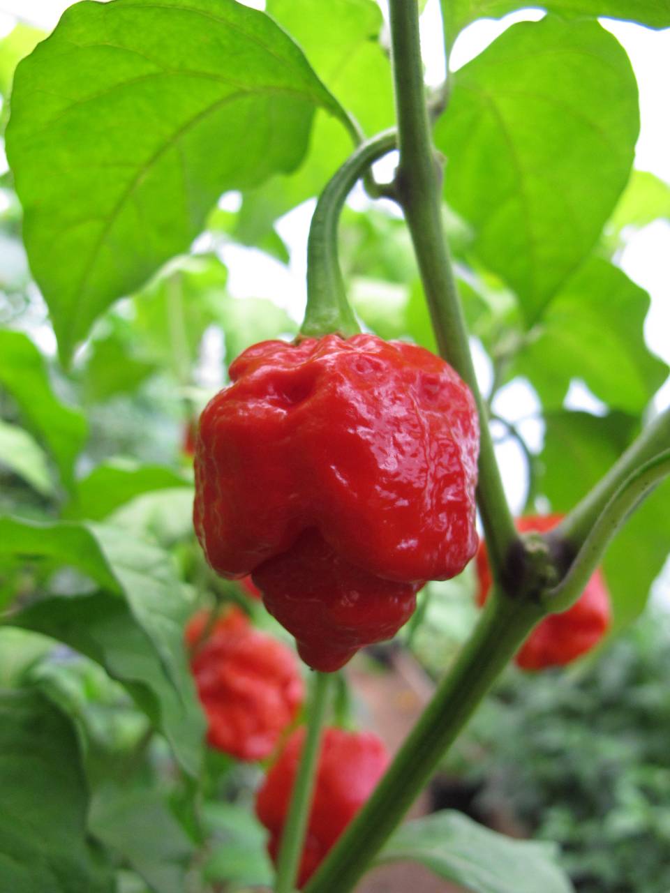 Trinidad Scorpion Moruga Red