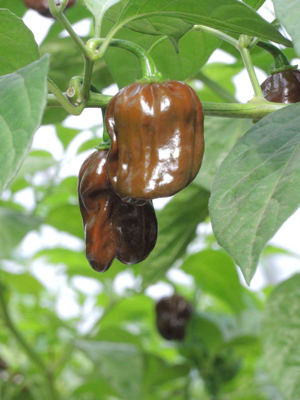 Trinidad Scorpion Moruga Brown