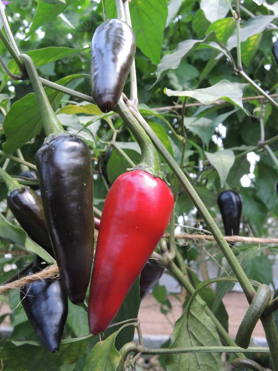 Jalapeño Black