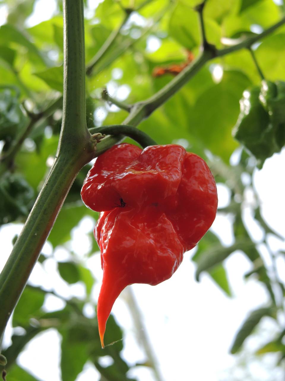 Trinidad Scorpion Red Giant