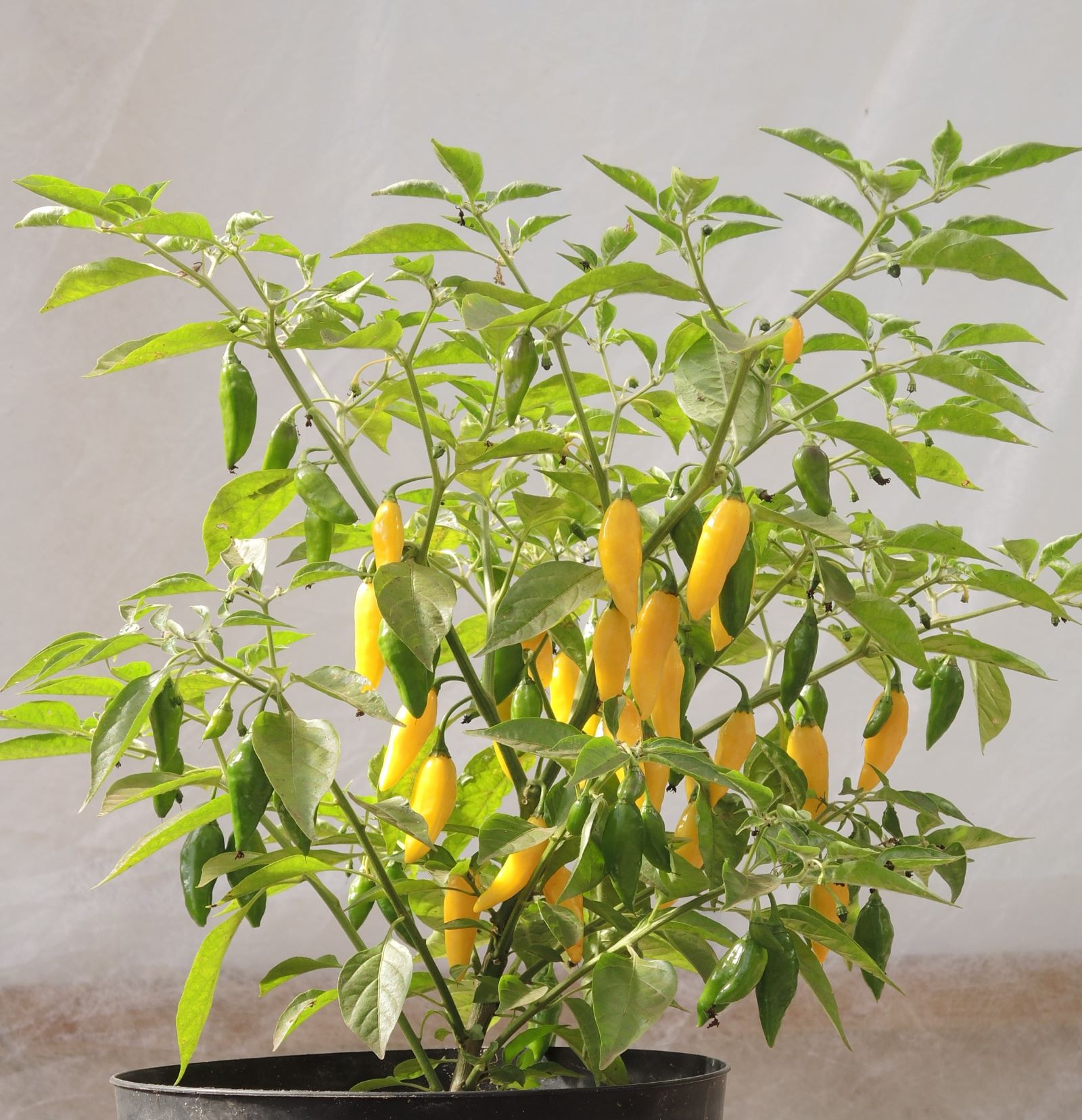 Aji Mochero