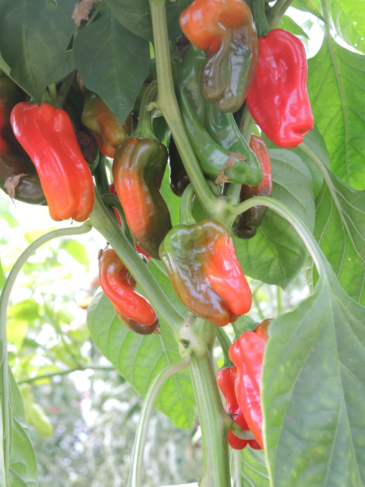 Aleppo Pepper